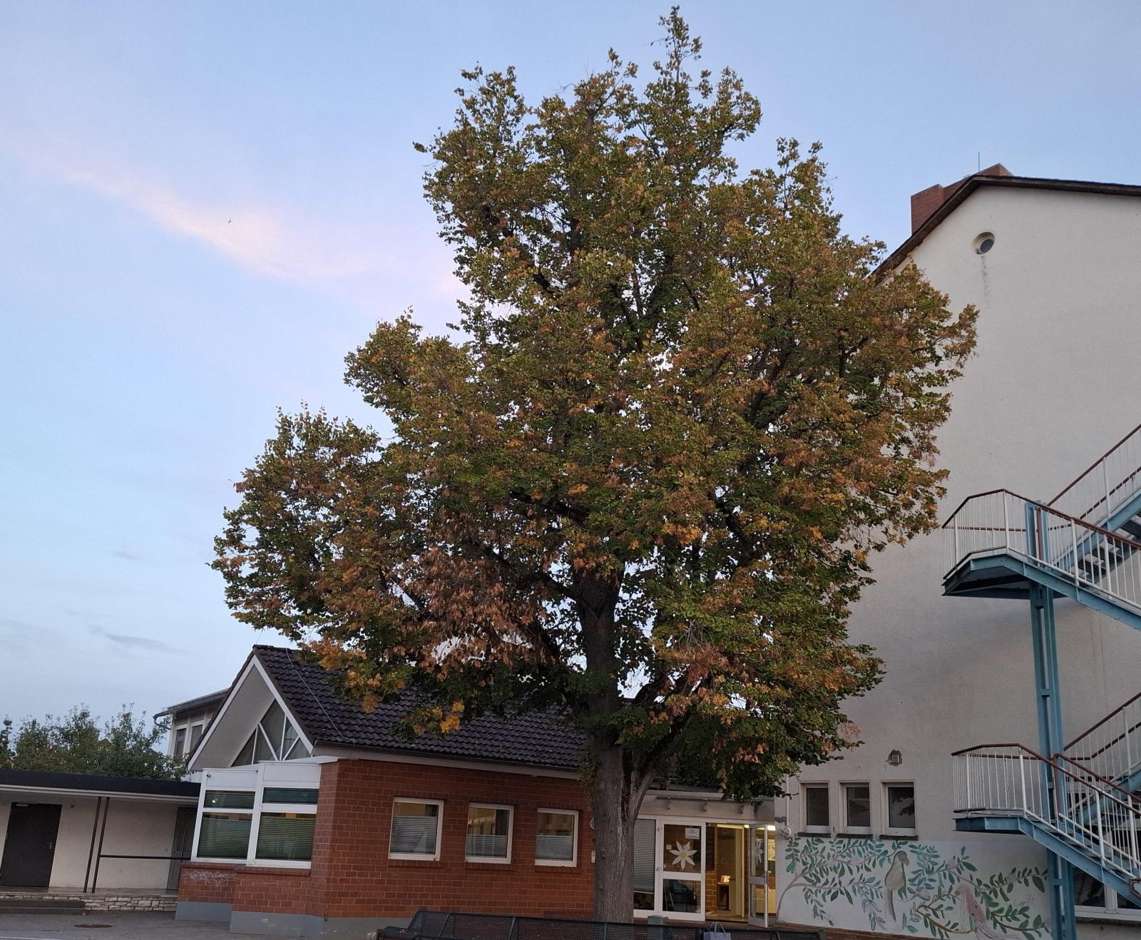 Schulportal Schule an den Linden in Rödermark