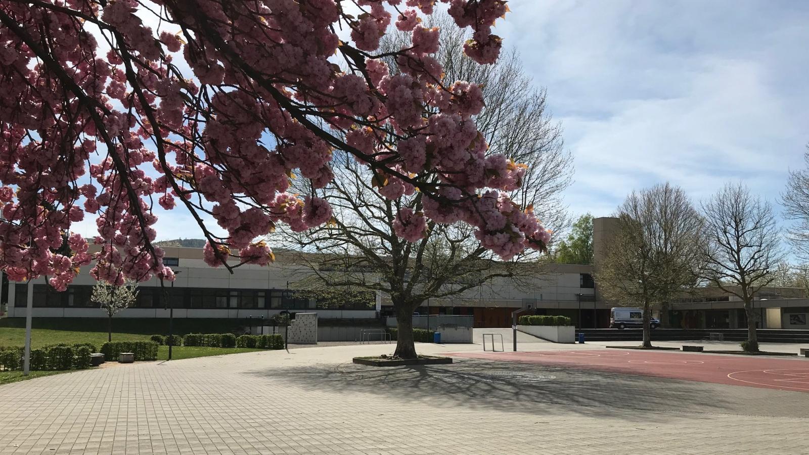 Schulportal Heinrich-Böll-Schule in Fürth